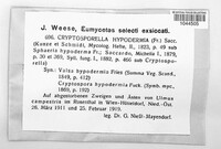 Cryptosporella hypodermia image
